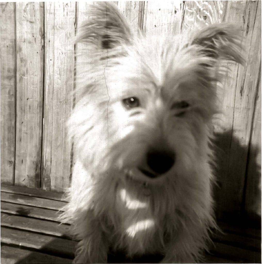 Bimbo, a West Highland Terrier