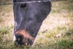 Horse, eating