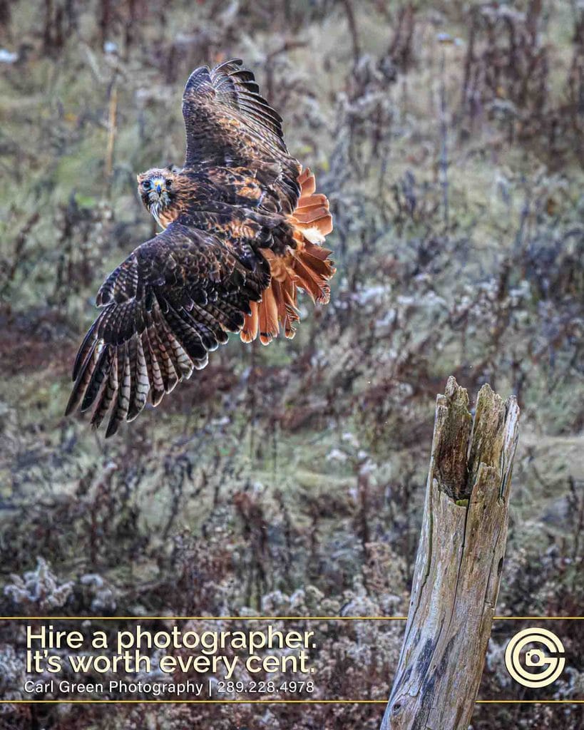 Bird of Prey in flight