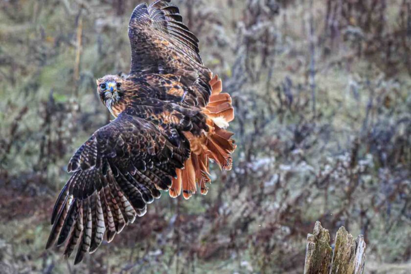 Bird Of Prey In Flight