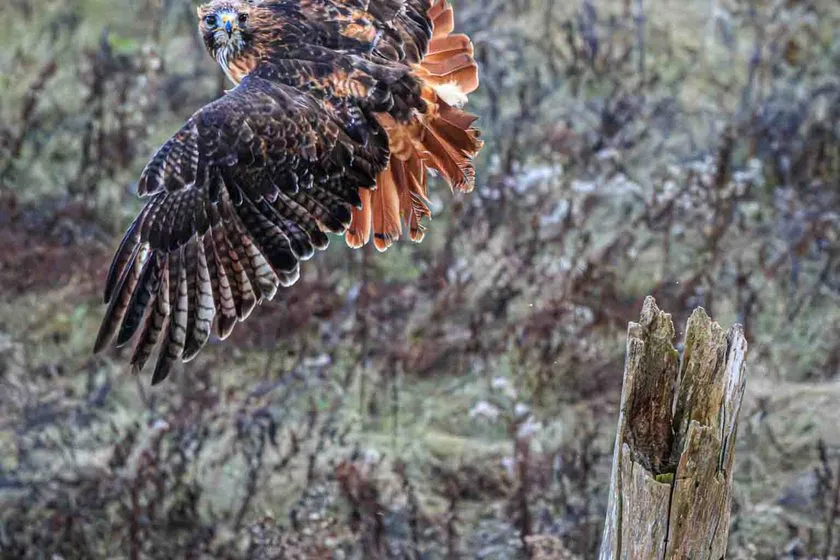 Bird Of Prey In Flight