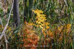 Ferns in Autumn