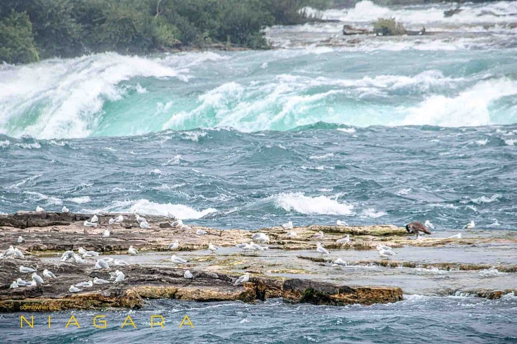 Gulls on rocks at Niagara Falls